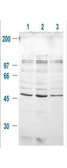 Anti-GSK3 beta (phospho Ser9) antibody used in Western Blot (WB). GTX29769