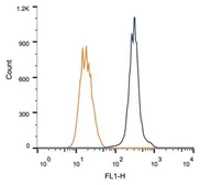 Anti-Rad51C antibody [2H11/6] used in Flow cytometry (FACS). GTX30137
