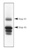 Anti-STEP / PTPN5 antibody [23E5] used in Western Blot (WB). GTX30465