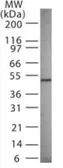 Anti-GABA A Receptor gamma 3 antibody used in Western Blot (WB). GTX31014