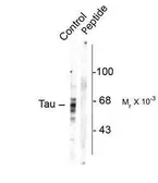 Anti-Tau (phospho Ser416) antibody used in Western Blot (WB). GTX31121