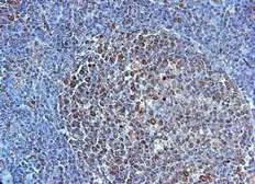 Anti-TLR4 antibody used in IHC (Paraffin sections) (IHC-P). GTX31243
