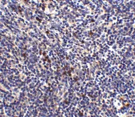 Anti-EDG1 antibody used in IHC (Paraffin sections) (IHC-P). GTX31360
