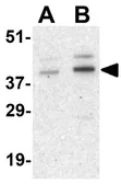Anti-Cyclin O antibody used in Western Blot (WB). GTX31735