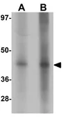Anti-CD33 antibody used in Western Blot (WB). GTX31843