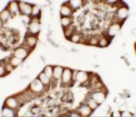 Anti-ZFX antibody used in IHC (Paraffin sections) (IHC-P). GTX31851