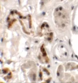 Anti-DBX1 antibody used in IHC (Paraffin sections) (IHC-P). GTX32028
