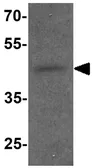 Anti-RTN4RL2 antibody used in Western Blot (WB). GTX32102