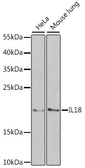 Anti-IL18 antibody used in Western Blot (WB). GTX32675
