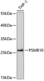 Anti-PSMB10 antibody used in Western Blot (WB). GTX32818