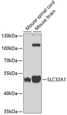 Anti-VGAT antibody used in Western Blot (WB). GTX32964