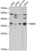 Anti-WDR5 antibody used in Western Blot (WB). GTX32971