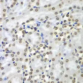 Anti-SEPT7 antibody used in IHC (Paraffin sections) (IHC-P). GTX32981