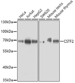 Anti-CSTF2 antibody used in Western Blot (WB). GTX33124