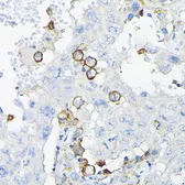 Anti-LILRB4 antibody used in IHC (Paraffin sections) (IHC-P). GTX33296