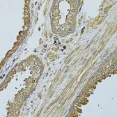 Anti-MYLIP antibody used in IHC (Paraffin sections) (IHC-P). GTX33337