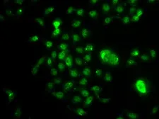 Anti-NELF-E antibody used in Immunocytochemistry/ Immunofluorescence (ICC/IF). GTX33353