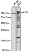 Anti-PCM1 antibody used in Western Blot (WB). GTX33391