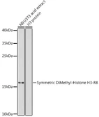 Anti-Histone H3R8me2 (Symmetric Di-methyl Arg8) antibody used in Western Blot (WB). GTX33906