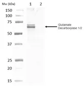Anti-GAD65 + GAD67 antibody used in Western Blot (WB). GTX33949