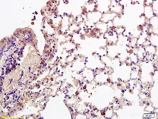 Anti-CD28 antibody used in IHC (Paraffin sections) (IHC-P). GTX33959