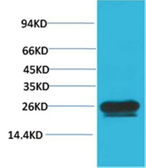 Anti-HSP27 antibody [Mix-mA] used in Western Blot (WB). GTX34000