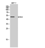 Anti-KCNG3 antibody used in Western Blot (WB). GTX34022