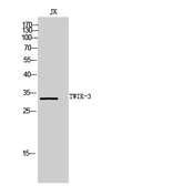 Anti-KCNK7 antibody used in Western Blot (WB). GTX34024