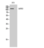 Anti-LMTK3 antibody used in Western Blot (WB). GTX34041