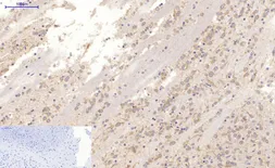 Anti-MAP2 antibody [7D4] used in IHC (Paraffin sections) (IHC-P). GTX34069