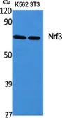 Anti-NFE2L3 antibody used in Western Blot (WB). GTX34097