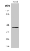 Anti-Rag C antibody used in Western Blot (WB). GTX34181