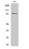 Anti-Cadherin 7 antibody used in Western Blot (WB). GTX34240