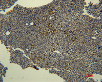 Anti-Transferrin antibody [10G3] used in IHC (Paraffin sections) (IHC-P). GTX34263