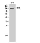 Anti-CNK2 antibody used in Western Blot (WB). GTX34322