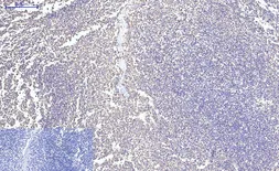 Anti-Cytochrome C antibody [4B10] used in IHC (Paraffin sections) (IHC-P). GTX34345