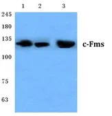 Anti-M-CSF Receptor antibody used in Western Blot (WB). GTX34385