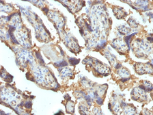 Anti-Galectin 13 antibody [PP13/1162] used in IHC (Paraffin sections) (IHC-P). GTX34748
