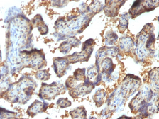 Anti-Galectin 13 antibody [PP13/1164] used in IHC (Paraffin sections) (IHC-P). GTX34749