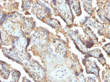 Anti-Galectin 13 antibody [PP13/1165] used in IHC (Paraffin sections) (IHC-P). GTX34750