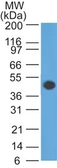 Anti-GFAP antibody [GA-5] used in Western Blot (WB). GTX34759