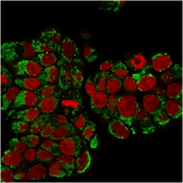 Anti-HSP60 antibody [SPM253] used in Immunocytochemistry/ Immunofluorescence (ICC/IF). GTX34786