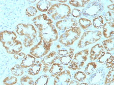 Anti-Laminin gamma 1 antibody [SPM193] used in IHC (Paraffin sections) (IHC-P). GTX34806