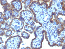 Anti-MAML3 antibody [MAML3/1303] used in IHC (Paraffin sections) (IHC-P). GTX34815