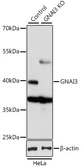Anti-GNAI3 antibody used in Western Blot (WB). GTX35215