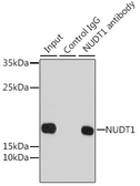 Anti-MTH1 antibody used in Immunoprecipitation (IP). GTX35216