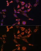 Anti-MEK2 antibody used in Immunocytochemistry/ Immunofluorescence (ICC/IF). GTX35223