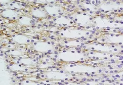 Anti-LRIG2 antibody used in IHC (Paraffin sections) (IHC-P). GTX37384