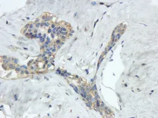 Anti-Reelin antibody used in IHC (Paraffin sections) (IHC-P). GTX37552