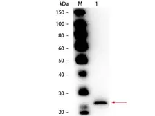 Anti-Papain antibody (Biotin) used in Western Blot (WB). GTX40595